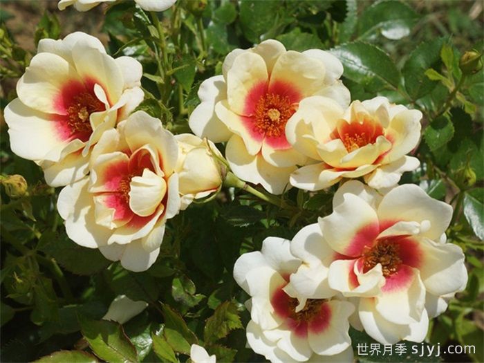 辉煌巴比伦眼睛月季/黄色甜蜜斑点Glorious Babylon Eyes(图2)