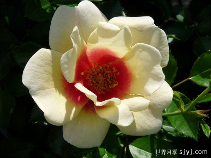 辉煌巴比伦眼睛月季/黄色甜蜜斑点Glorious Babylon Eyes(图3)