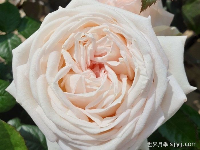 茴香酒夫人月季/拉瓦莱尔夫人/宏伟芬芳Madame Anisette(图2)