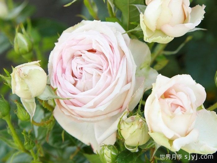 茴香酒夫人月季/拉瓦莱尔夫人/宏伟芬芳Madame Anisette(图3)