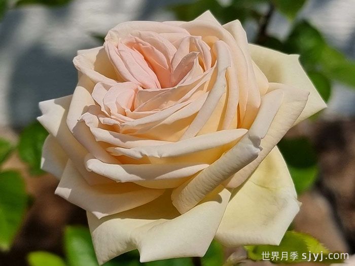 茴香酒夫人月季/拉瓦莱尔夫人/宏伟芬芳Madame Anisette(图6)