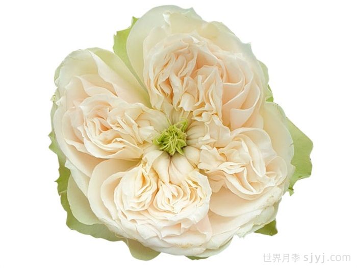 惠特比修道院月季Whitby Abbey(图2)