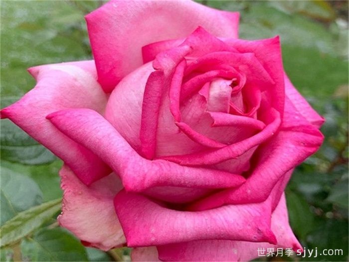 婚礼的钟声月季Wedding Bells(图1)