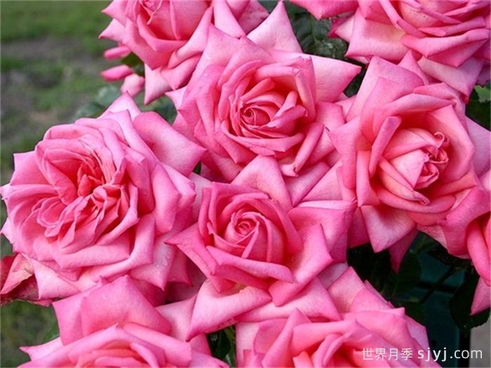 婚礼的钟声月季Wedding Bells(图2)