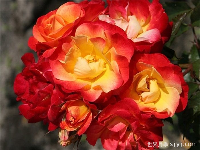 火鸟月季Firebird(科德斯)(图2)