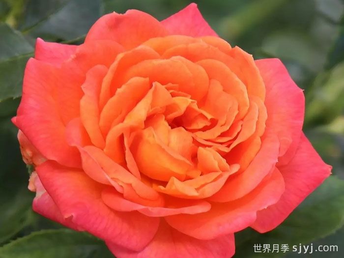 火神岛月季/火山边缘之恋/火山月季Vulcano(图4)