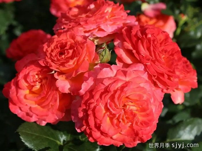 火神岛月季/火山边缘之恋/火山月季Vulcano(图5)