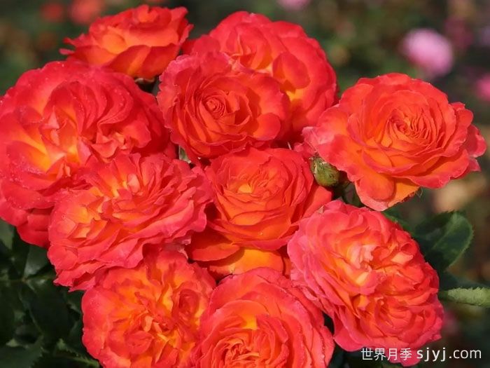 火神岛月季/火山边缘之恋/火山月季Vulcano(图3)