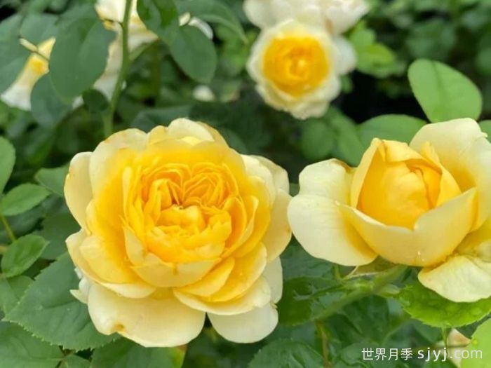 火星王阳台月季Mars King Terrazza(图1)