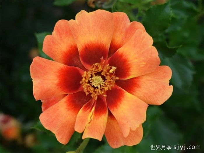 火焰巴比伦眼睛月季Flame Babylon Eyes(图1)