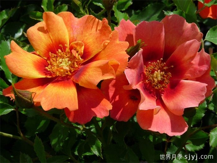 火焰巴比伦眼睛月季Flame Babylon Eyes(图2)