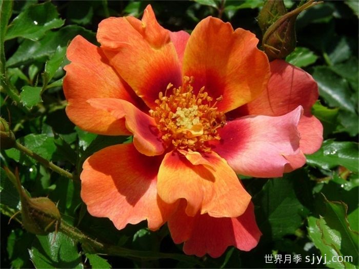 火焰巴比伦眼睛月季Flame Babylon Eyes(图3)