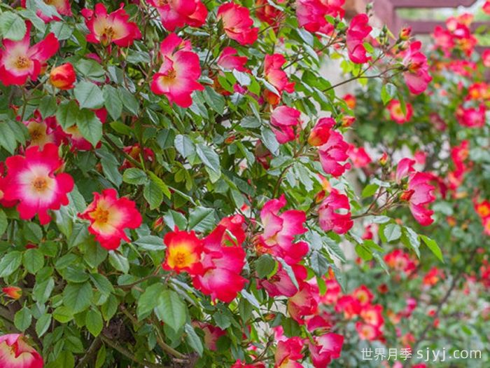 鸡尾酒月季Cocktail(图4)