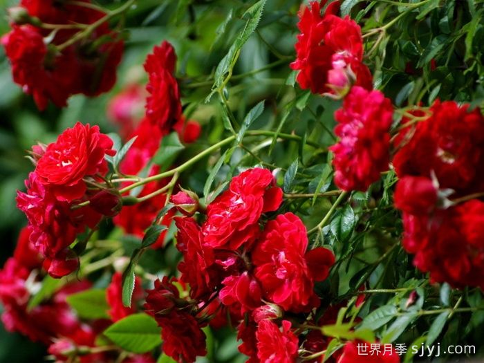 火之吻月季Kisses of Fire(图1) 火之吻月季Kisses of Fire(图1)