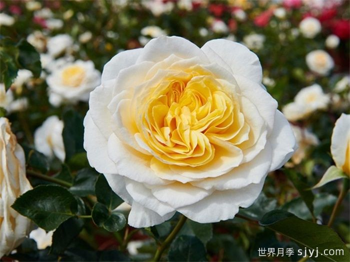 吉茜拉月季Gisila Renaissance(图1)