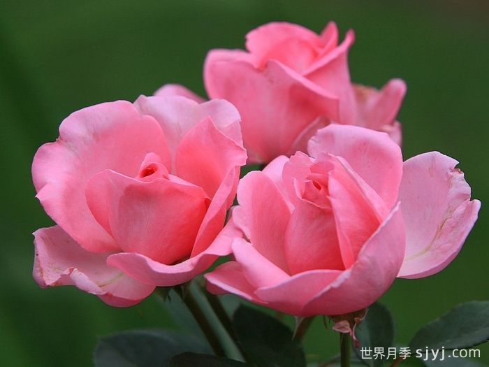 吉塔月季/吉塔文艺复兴月季Ghita Renaissance(图1)