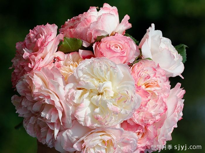 极光咏叹调月季Aurora Aria(图2)