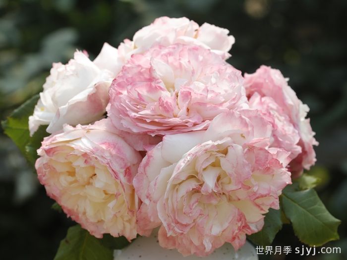 极光咏叹调月季Aurora Aria(图1)