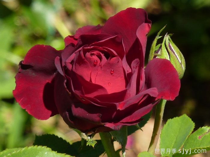 致敬芭芭拉月季/纪念芭芭拉月季Hommage A Barbara(图2)