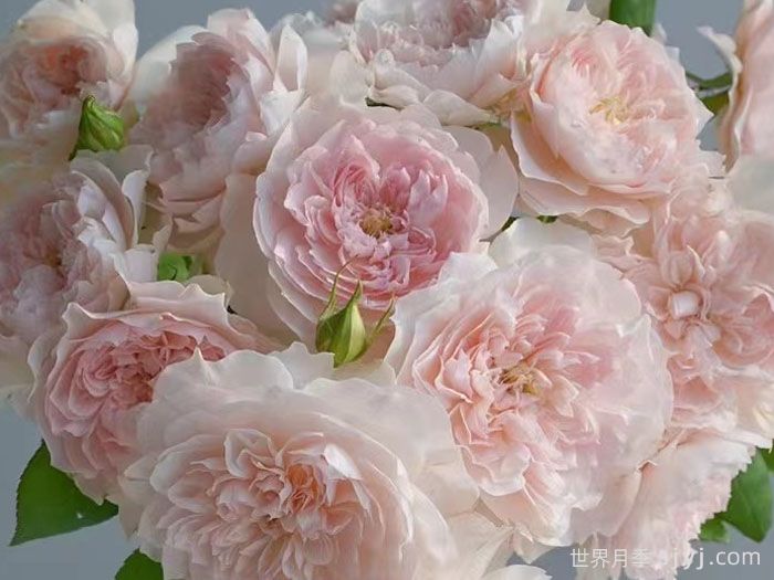 家书月季/翻译家月季(图2)