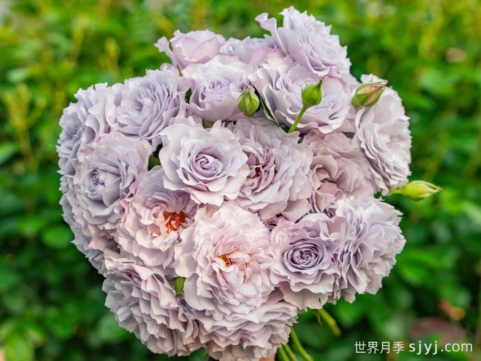 霁色月季(图4)