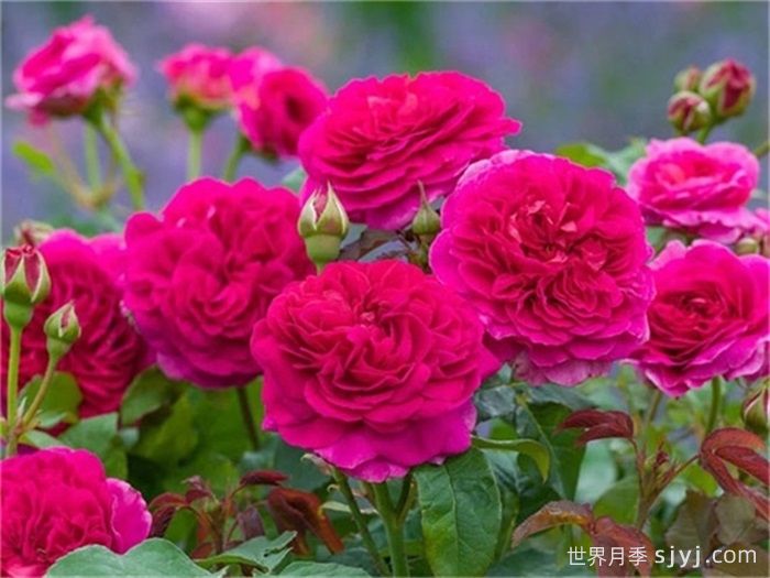  加百列欧克月季/加布里埃尔奥克Gabriel Oak(图1)