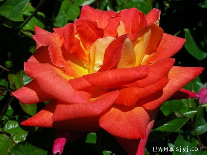 加里娃达月季Gallivarda(图1)