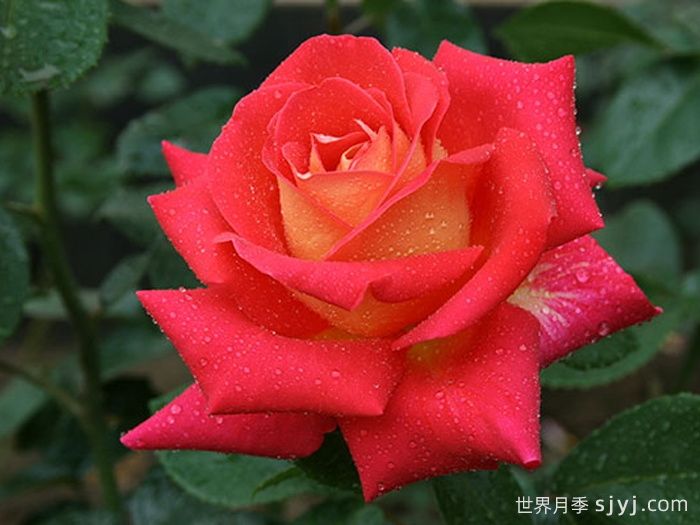 加里娃达月季Gallivarda(图2)