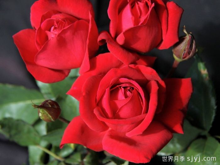 加利波利精神月季Spirit of Gallipoli(图1) 加利波利精神月季Spirit of Gallipoli(图1)