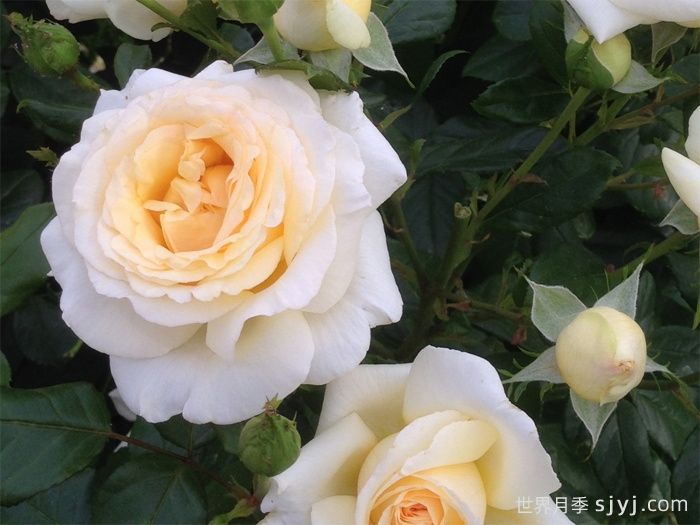 假面公主月季/安娜斯塔西娅月季Anastasia(图2)