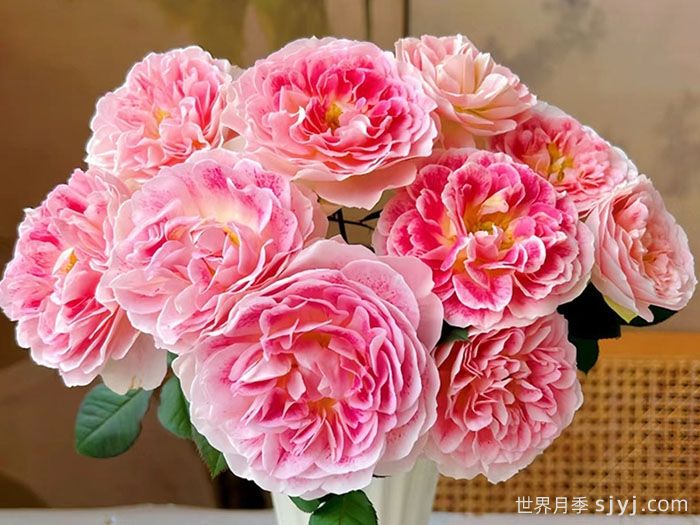 假日岛根西月季/假日岛芍药Holiday Island Guernsey(图2)