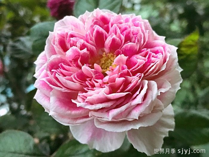 假日岛根西月季/假日岛芍药Holiday Island Guernsey(图3)