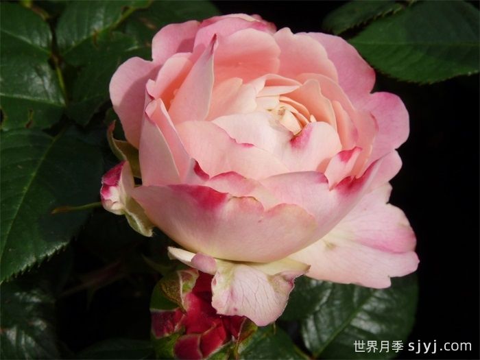 假日岛多巴哥月季Holiday Island Tobago(图1)