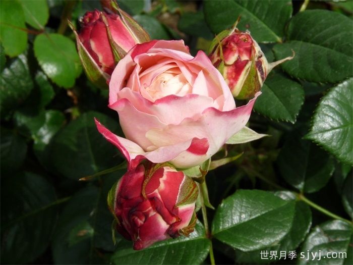 假日岛多巴哥月季Holiday Island Tobago(图2)