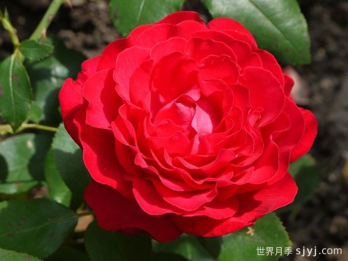 假日岛多米尼加月季Holiday Island Dominica(图1)