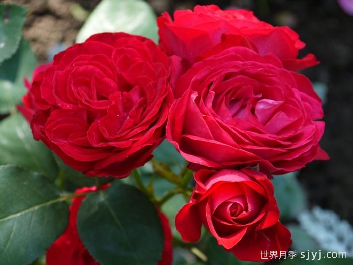 假日岛多米尼加月季Holiday Island Dominica(图2)