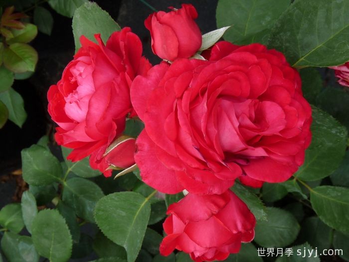 假日岛多米尼加月季Holiday Island Dominica(图3)