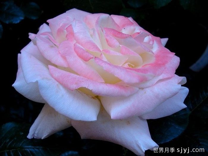 假日岛斐济月季Holiday Island Fiji(图2)