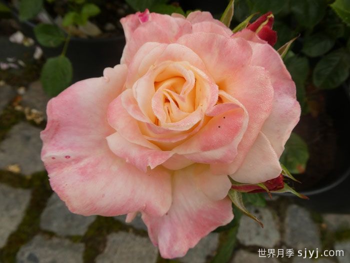 假日岛斐济月季Holiday Island Fiji(图3)