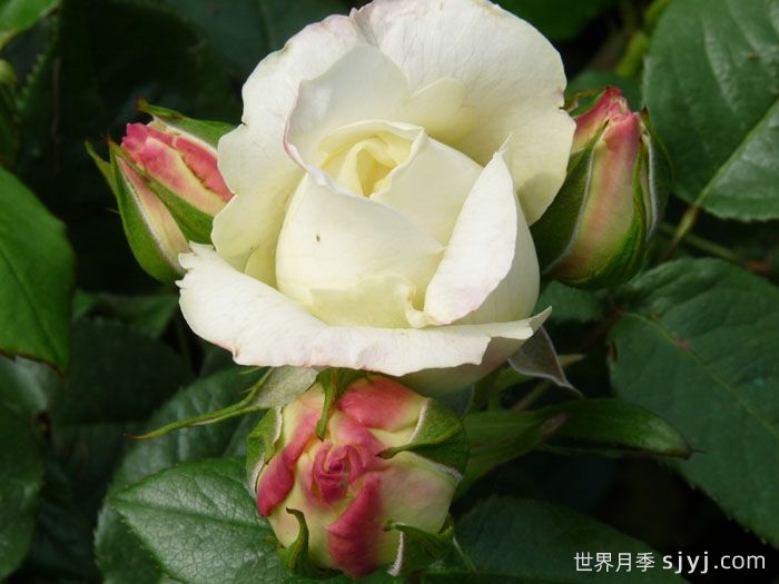 假日岛基拉戈月季Holiday Island Key Largo(图3)