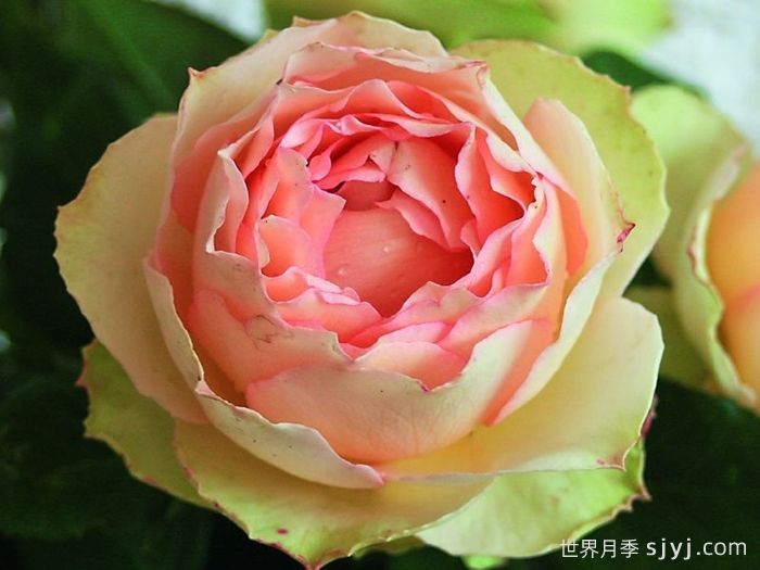 吉莱塔月季/四季龙沙/假日岛吉莱塔Holiday Island Jalitah(图1)