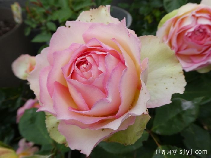 吉莱塔月季/四季龙沙/假日岛吉莱塔Holiday Island Jalitah(图4)