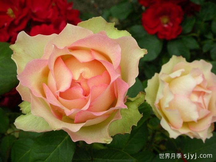 吉莱塔月季/四季龙沙/假日岛吉莱塔Holiday Island Jalitah(图2)