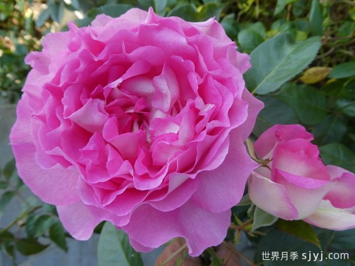 婆罗洲之香月季/假日岛婆罗洲之香Bornéo Odore(图3)