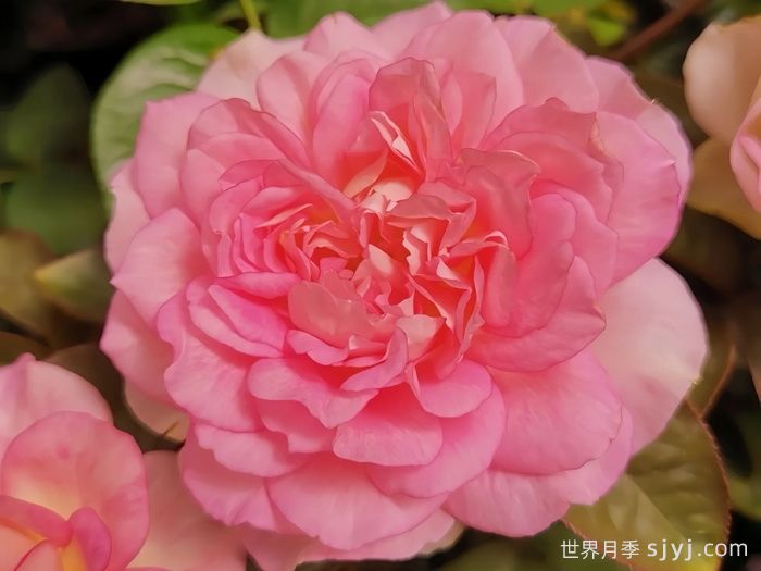 婆罗洲之香月季/假日岛婆罗洲之香Bornéo Odore(图4)