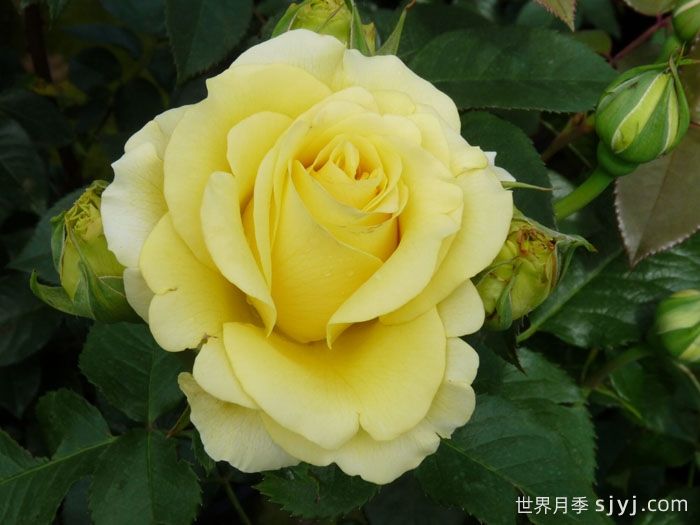 假日岛苏门答腊月季Holiday Island Sumatra(图1)