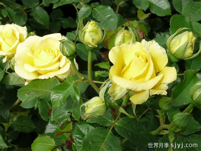 假日岛苏门答腊月季Holiday Island Sumatra(图2)