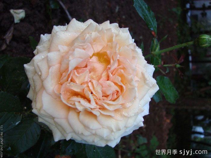 假日岛塔希提月季Holiday Island Tahiti(图1)