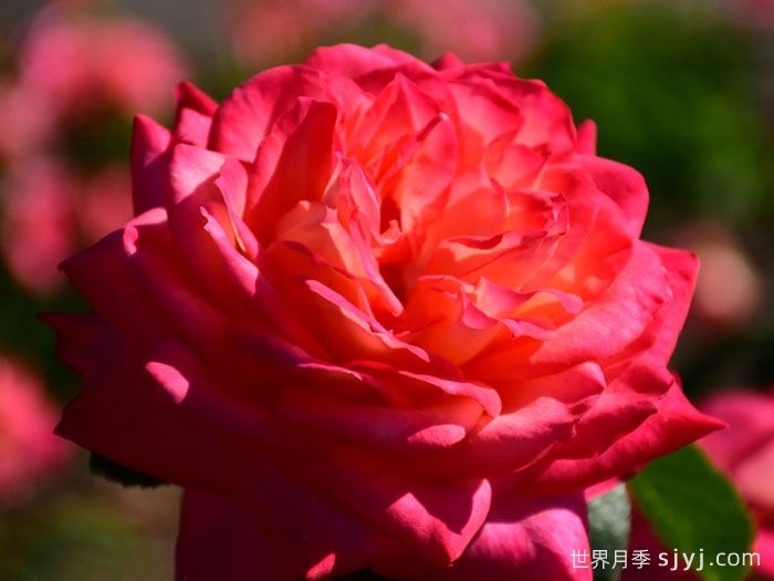 假日岛瓦胡月季Holiday Island Oahu(图2)