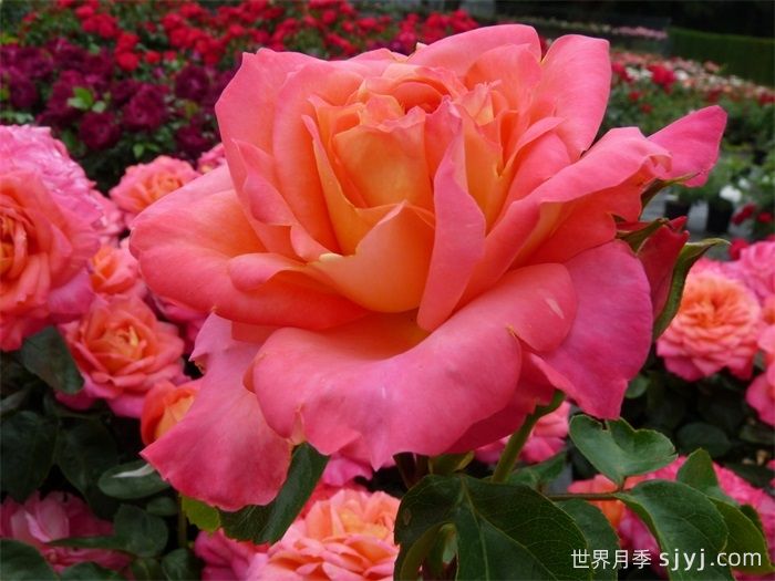 假日岛瓦胡月季Holiday Island Oahu(图1)